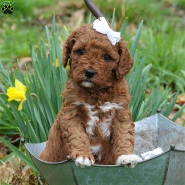 Amber Skye, Mini Labradoodle Puppy